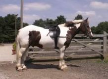 Trenley Park Cobs For Sale