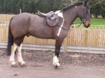 Trenley Park Horses For Sale