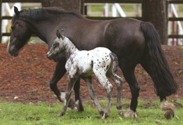 Trenley Park Horses